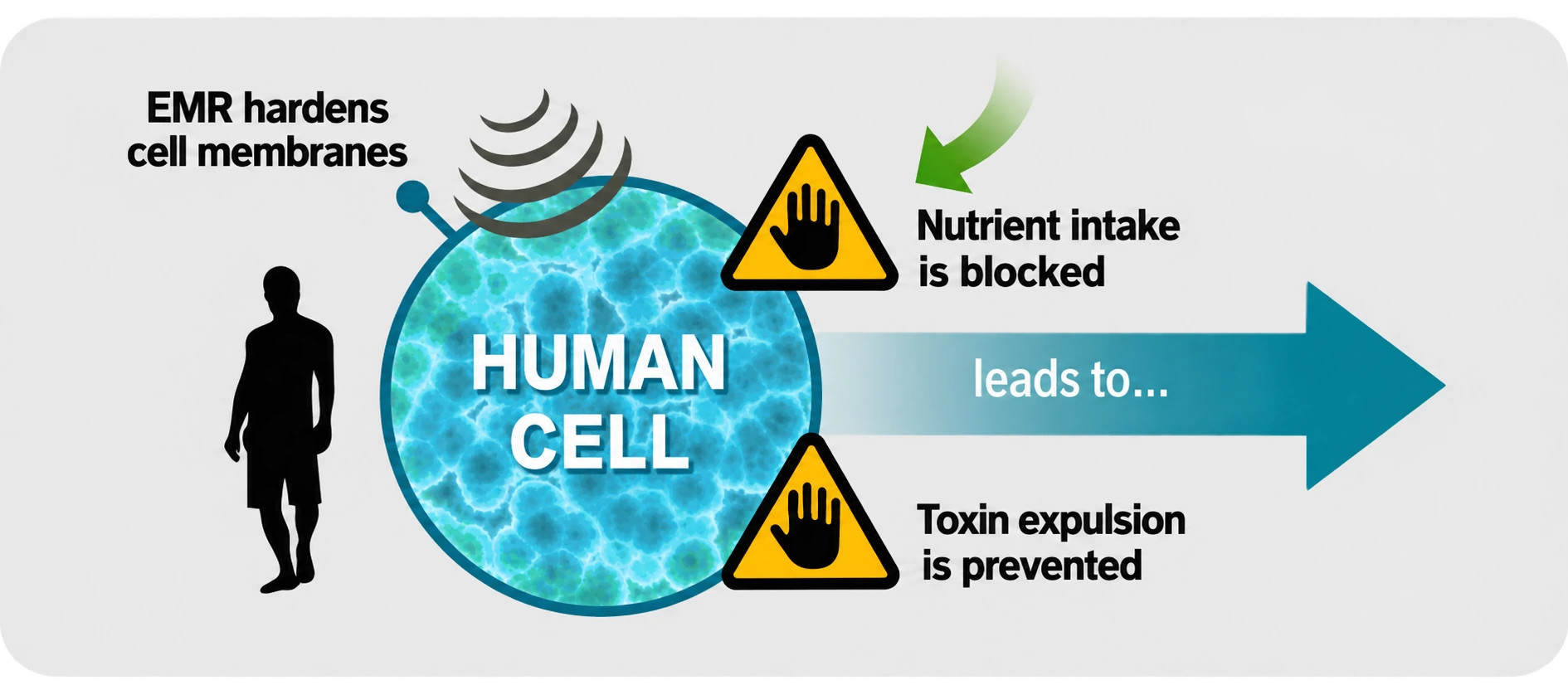 WaveRider illustration of a human cell and its membrane